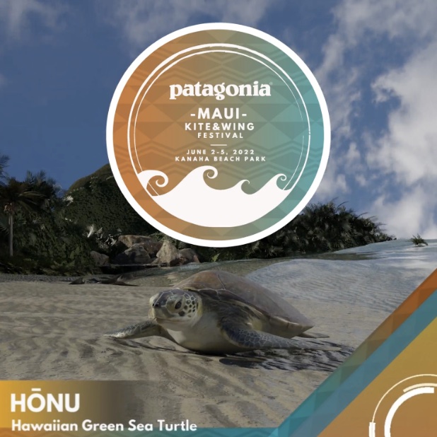 honu image